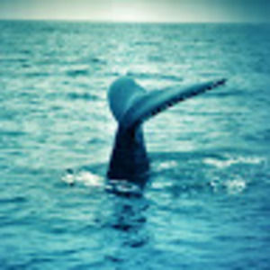 Meet your Posher, Alison